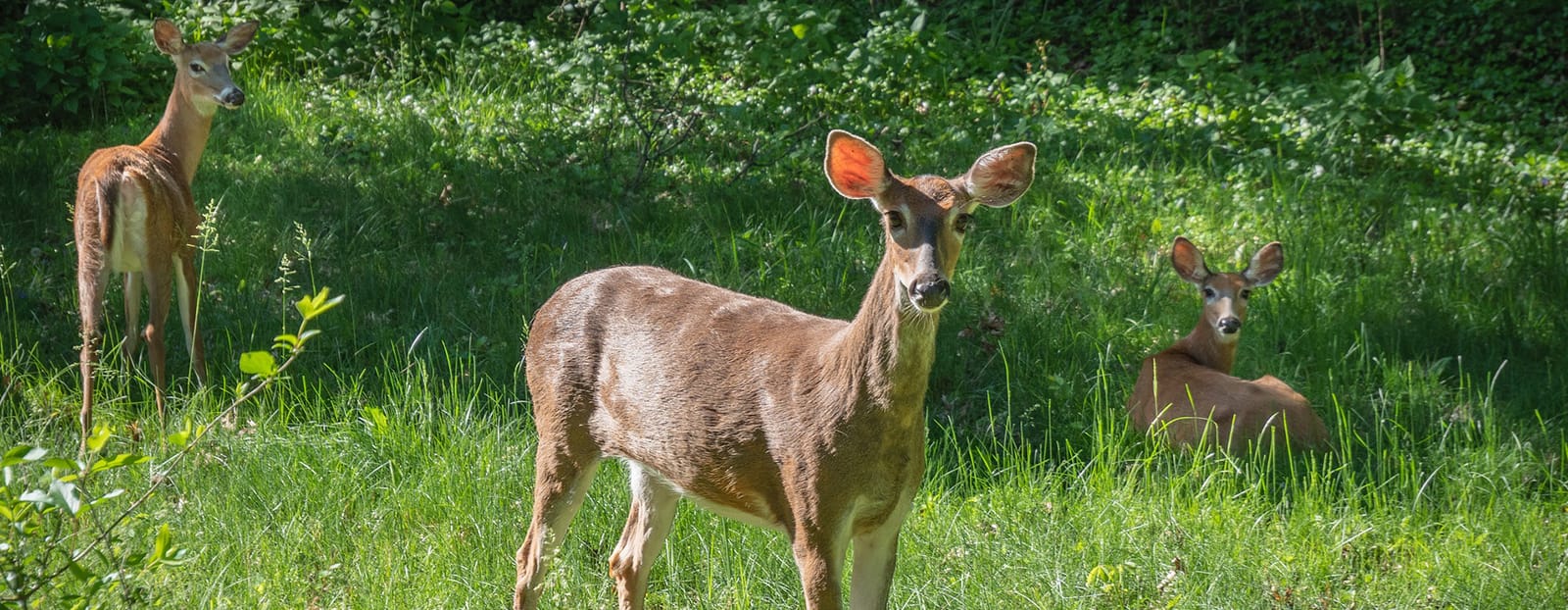 3 deer in forest