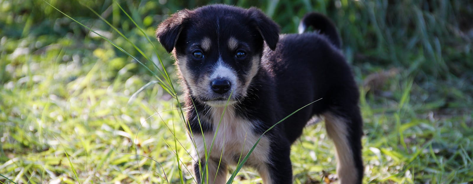 Black and white dog