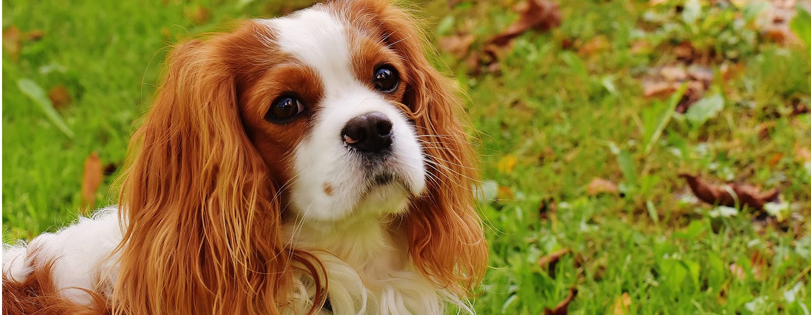 brown and white dog