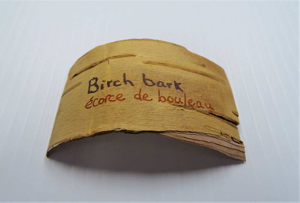 Birch Bark 