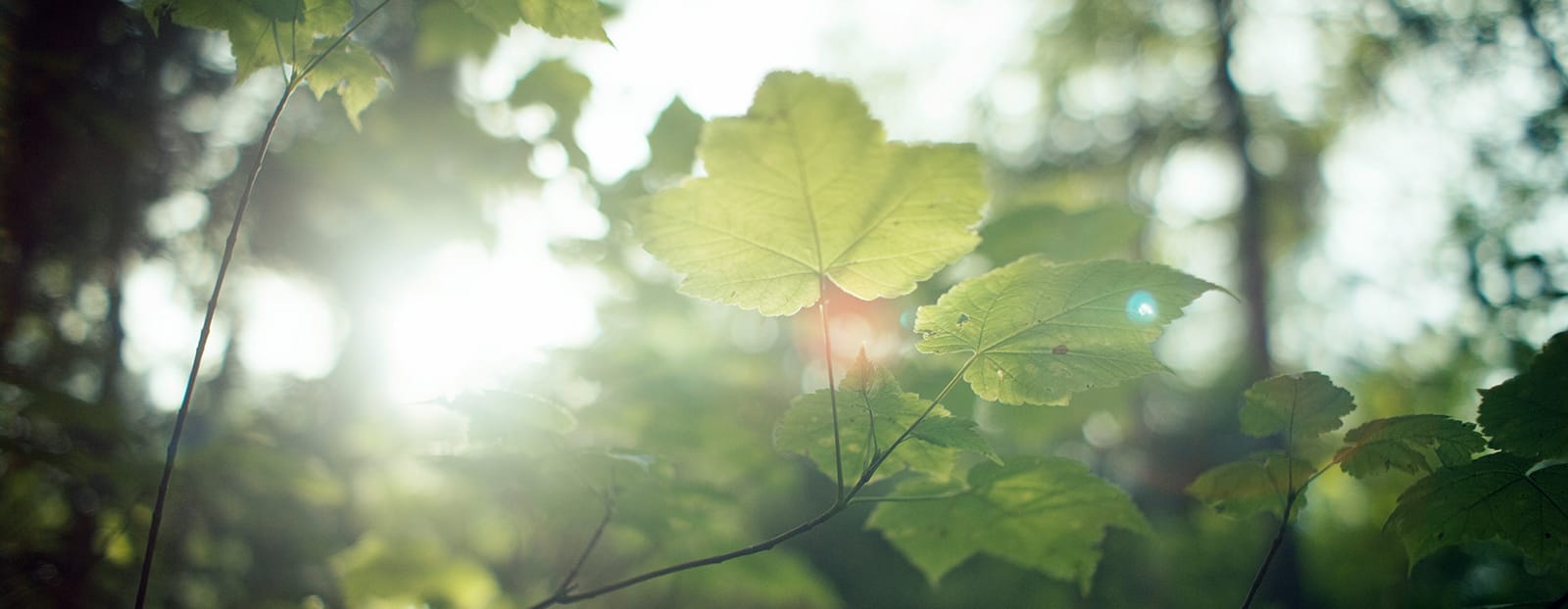 a leaf close up on tree