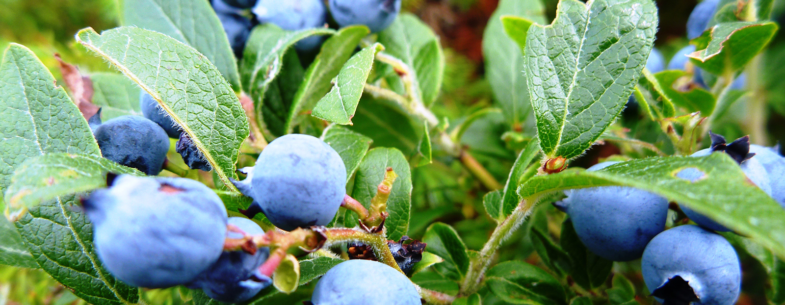 close up of blueberries