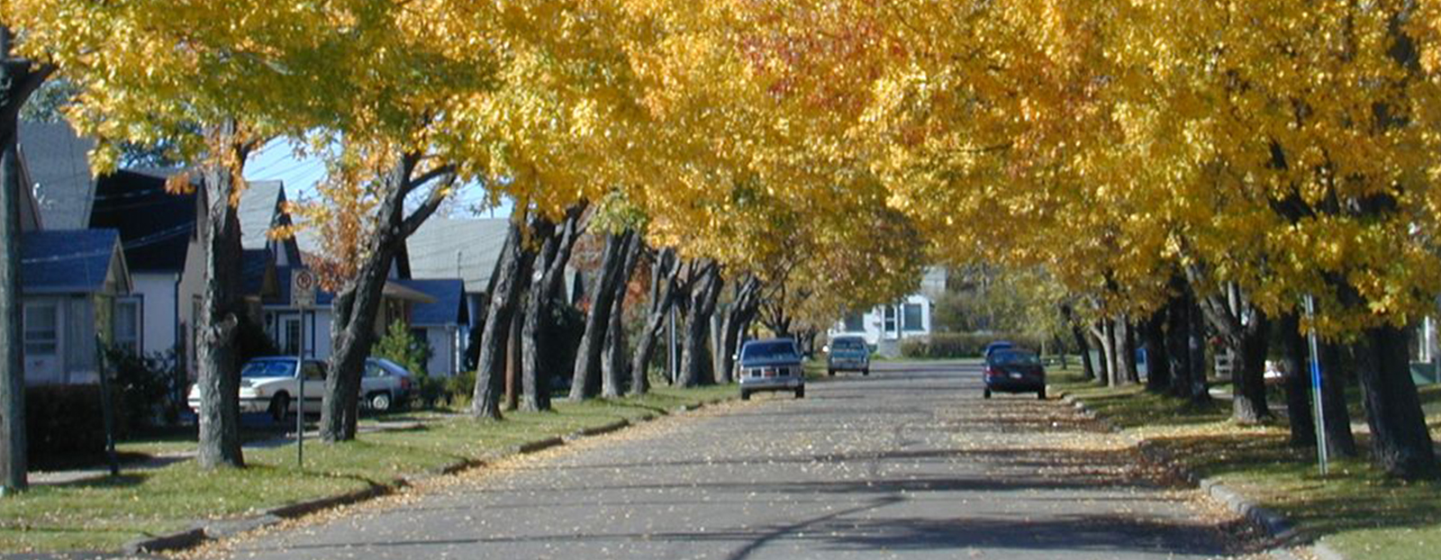 yellow leaves on trees lining road
