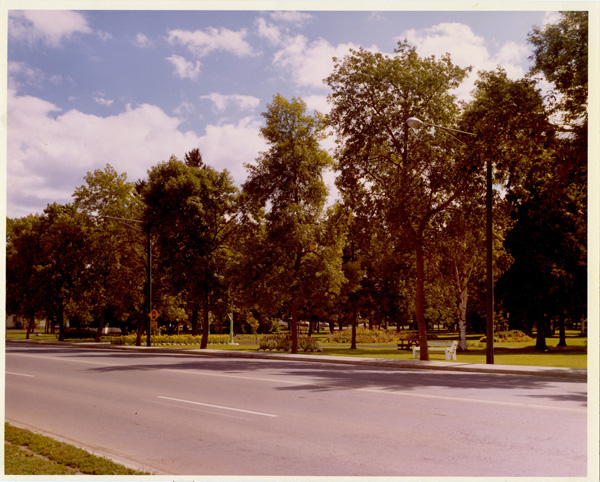 a paved pathway and trees