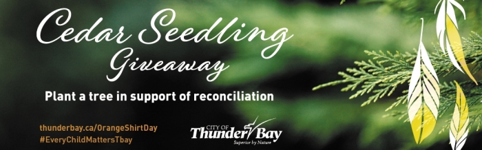 Cedar tree with the words "Cedar Tree Giveaway, Plant a tree in support of reconciliation"