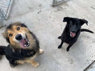 Photo of 2 dogs