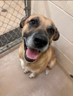 Photo of a brown dog with black and white markings with a grey muzzle