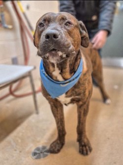 Photo of a Brindle mastiff