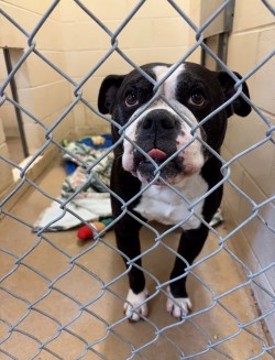 Photo of a black and white bully breed dog