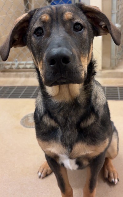 Photo of a black and brown dog, shepherd mix