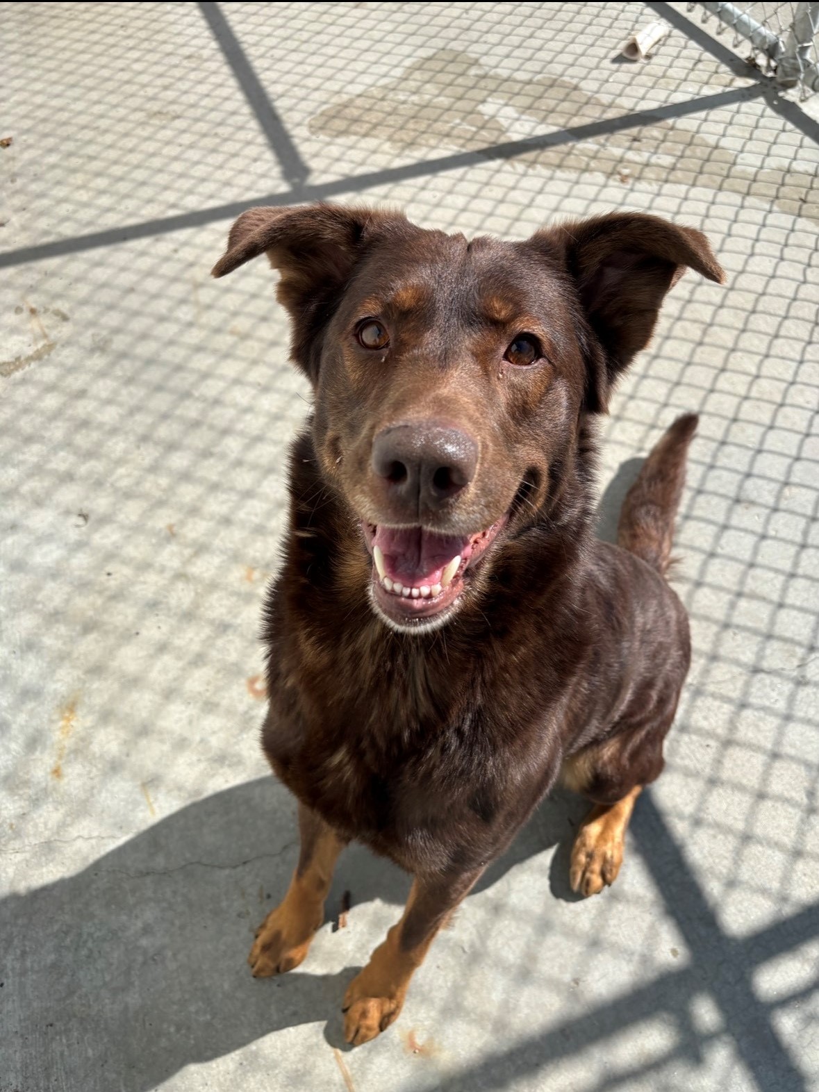 Photo of a red-brown dog