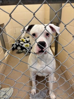 Photo of a white bully breed dog with one black ear