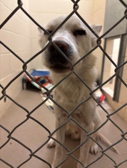 Photo of a white dog