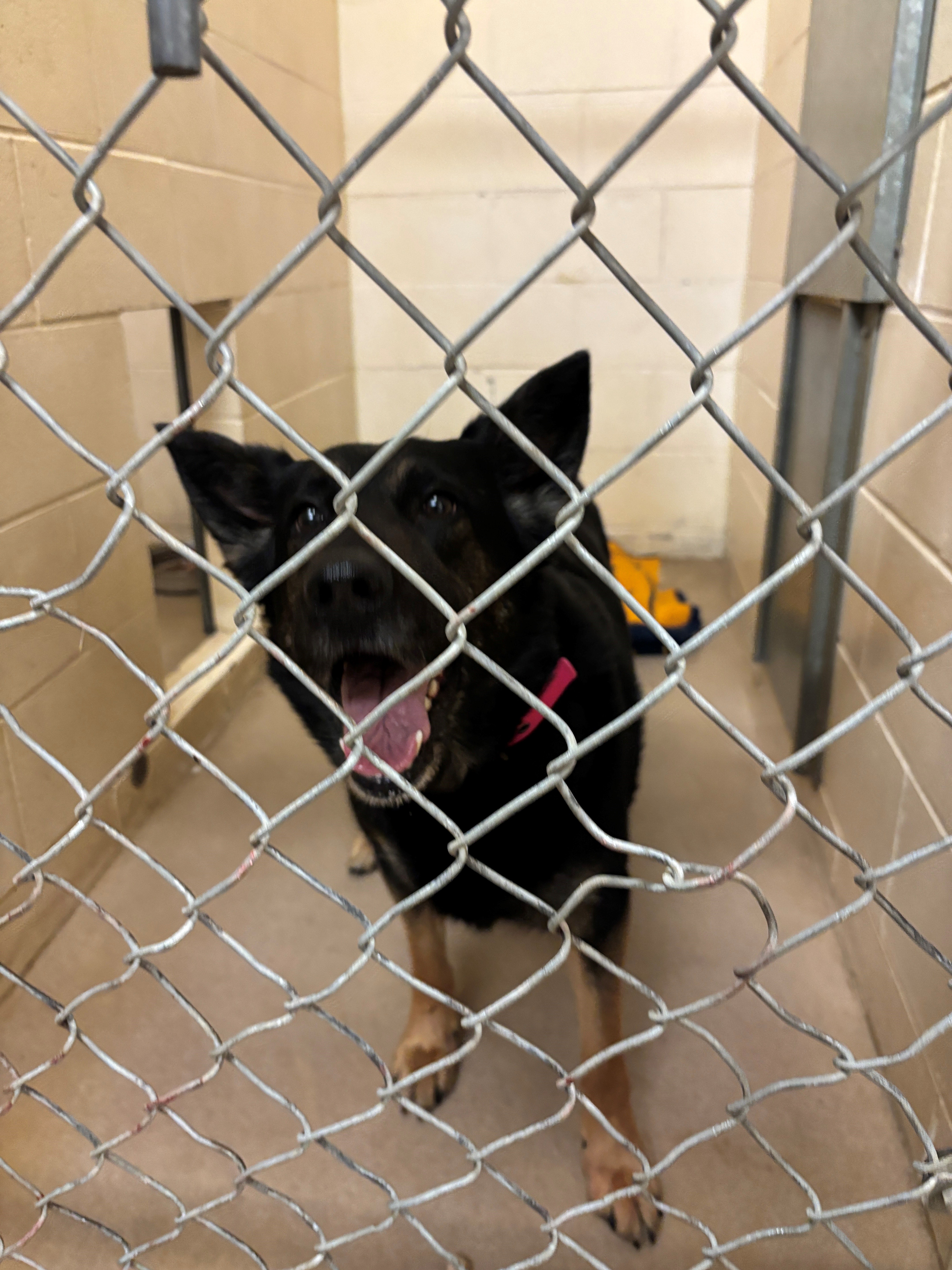 Photo of a black shephard mix dog 