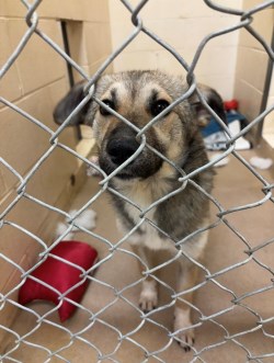Photo of a light brown and black dog, shepherd mix