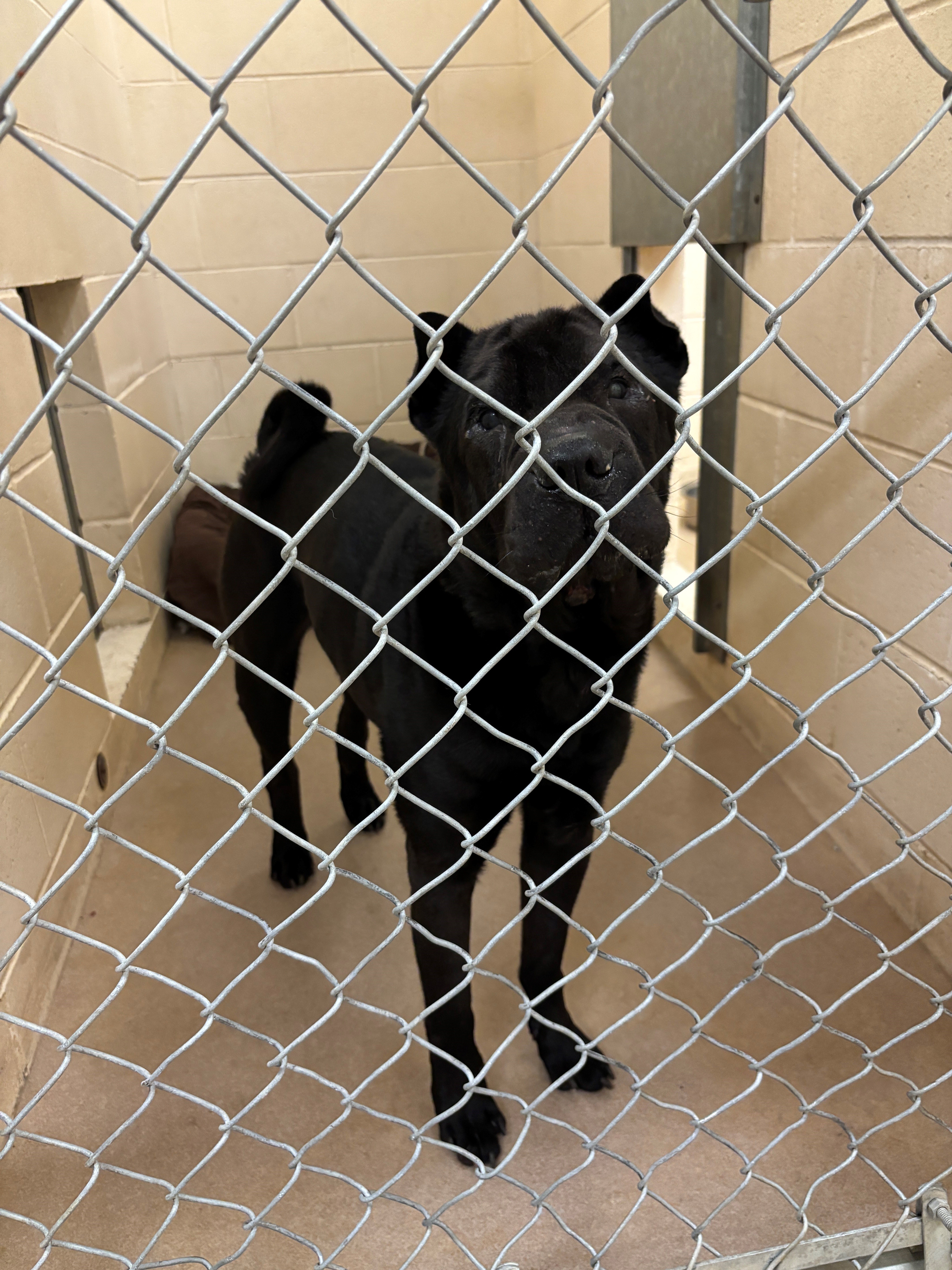 Photo of a black shar pei dog