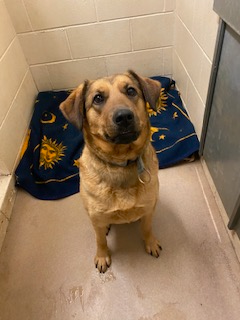 Photo of a tan dog with darker brown ears