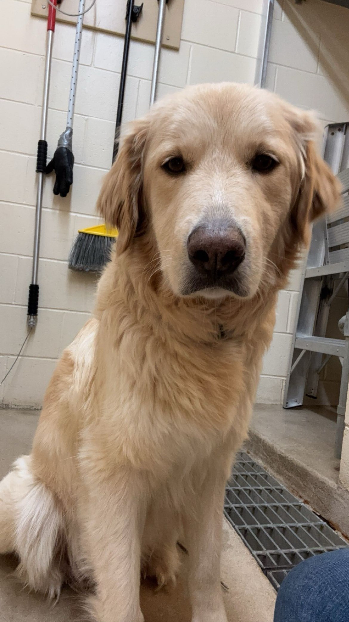 Photo of a bloinde retriever mix