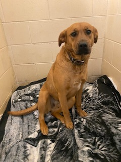 Photo of a tan dog with darker brown ears
