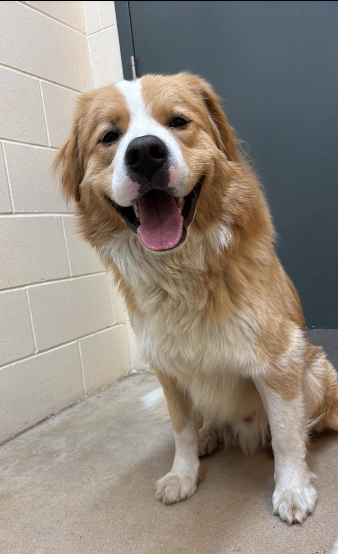 Photo of a blonde retriever mix