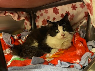 Photo of black and white cat