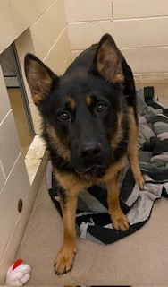 Photo Of Male Shepherd