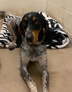 Photo of Female Coonhound