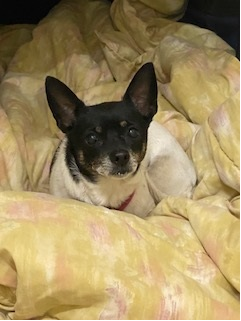 Photo of female chihuahua