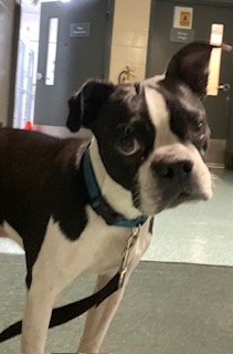 Photo of Boston Terrier