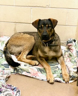 Photo of Male Shepherd mix