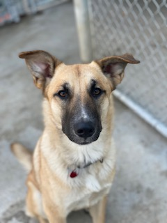Photo of female shepherd mix