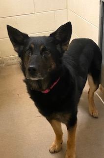 Photo of Female Black Dog