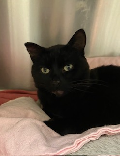 Photo of Male Cat black