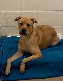 Photo of Brown Dog