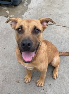 Photo of Boxer/Mastiff