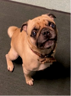 Photo of male pug