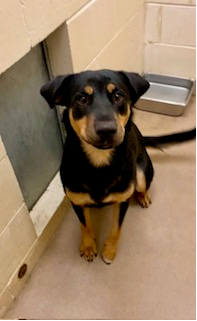 Photo of Rottweiler/Lab