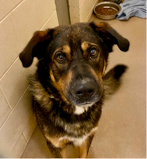 Photo of Male Shepherd mix