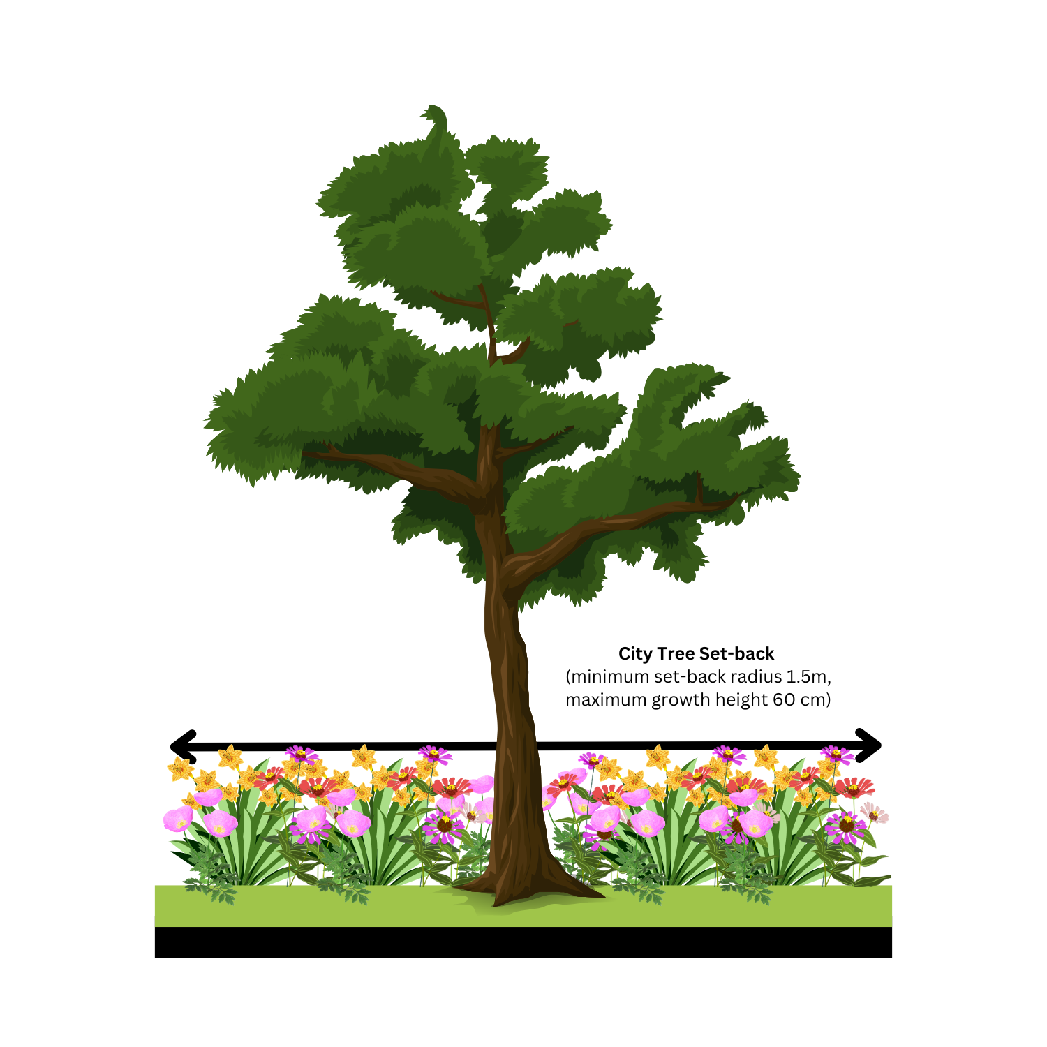 A diagram showing the set-back from a city tree in the boulevard.