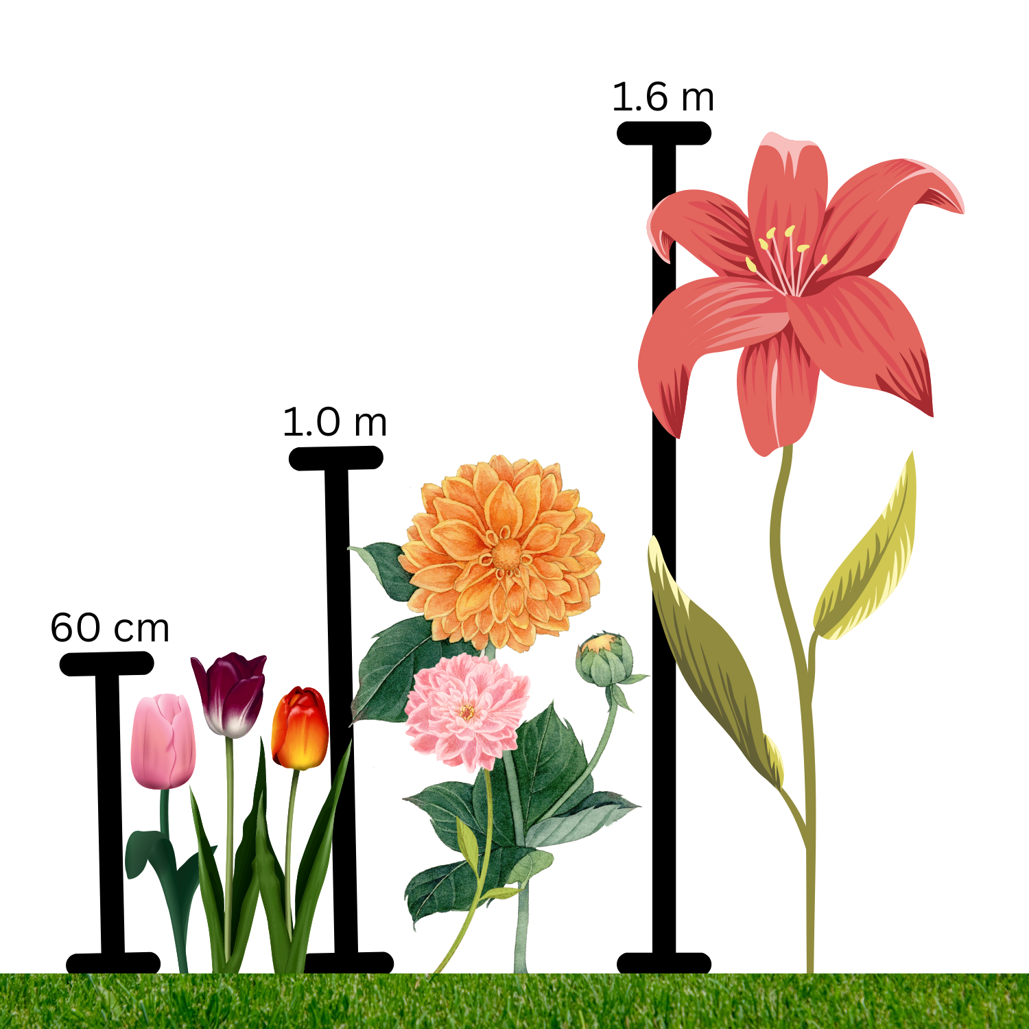 A chart showing plant heights to remember