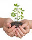 Urban Greenscapes Logo