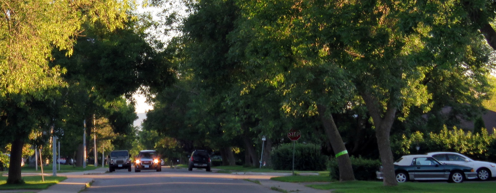 street with trees on both sides