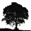 Icon showing Ash Tree