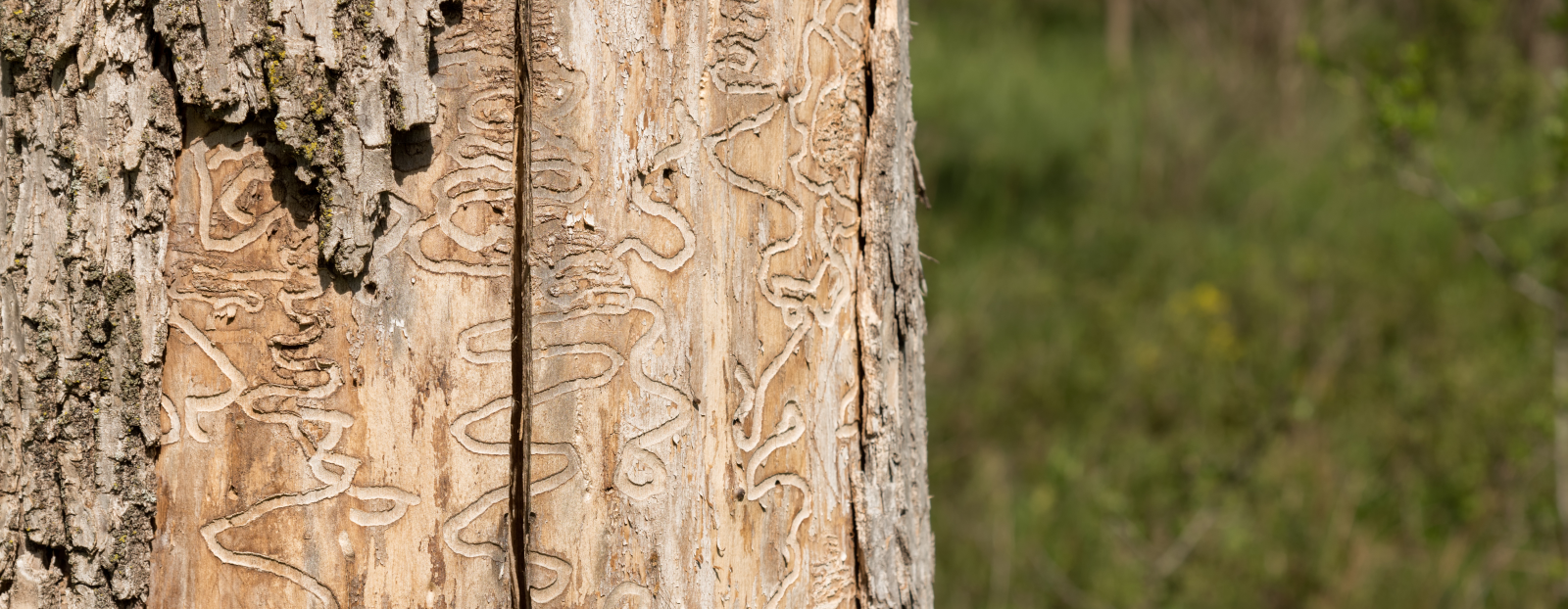 Image of Emerald Ash Borer tunnels on ash tree