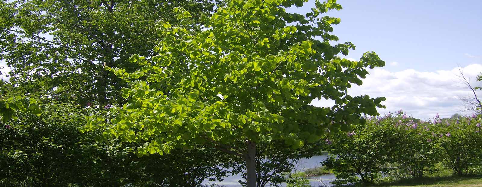leaves on tree