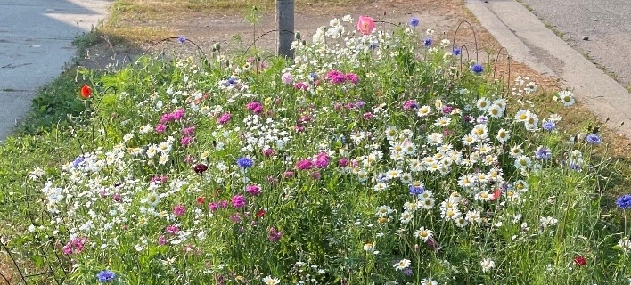 A boulevard garden