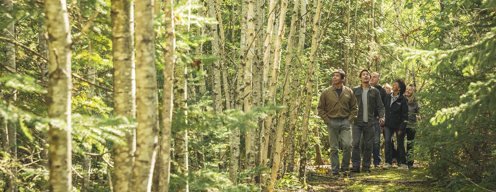 people walking through forest