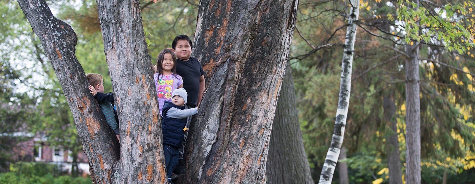 children climbing a tree