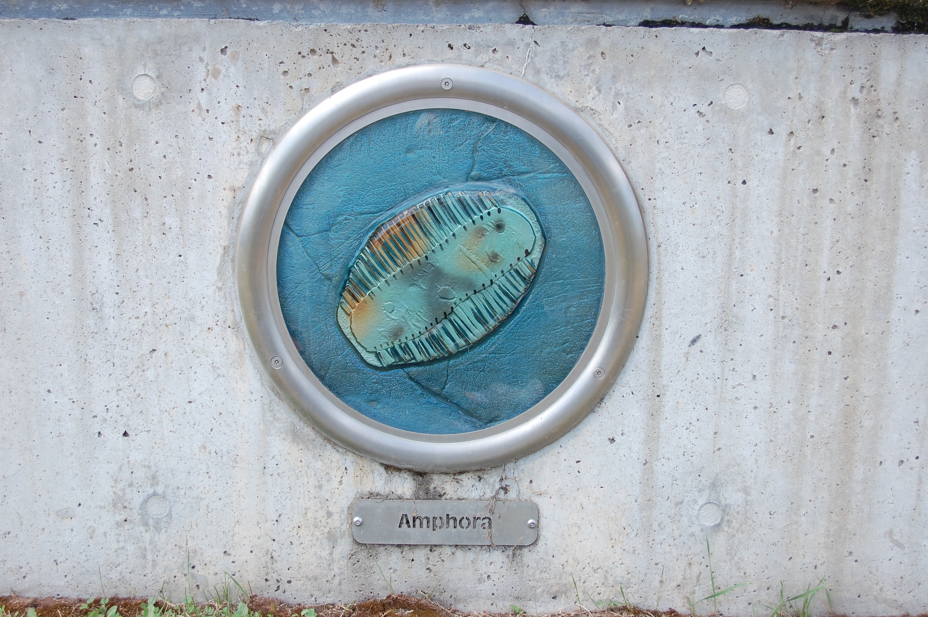 A plaque of amphora diatom