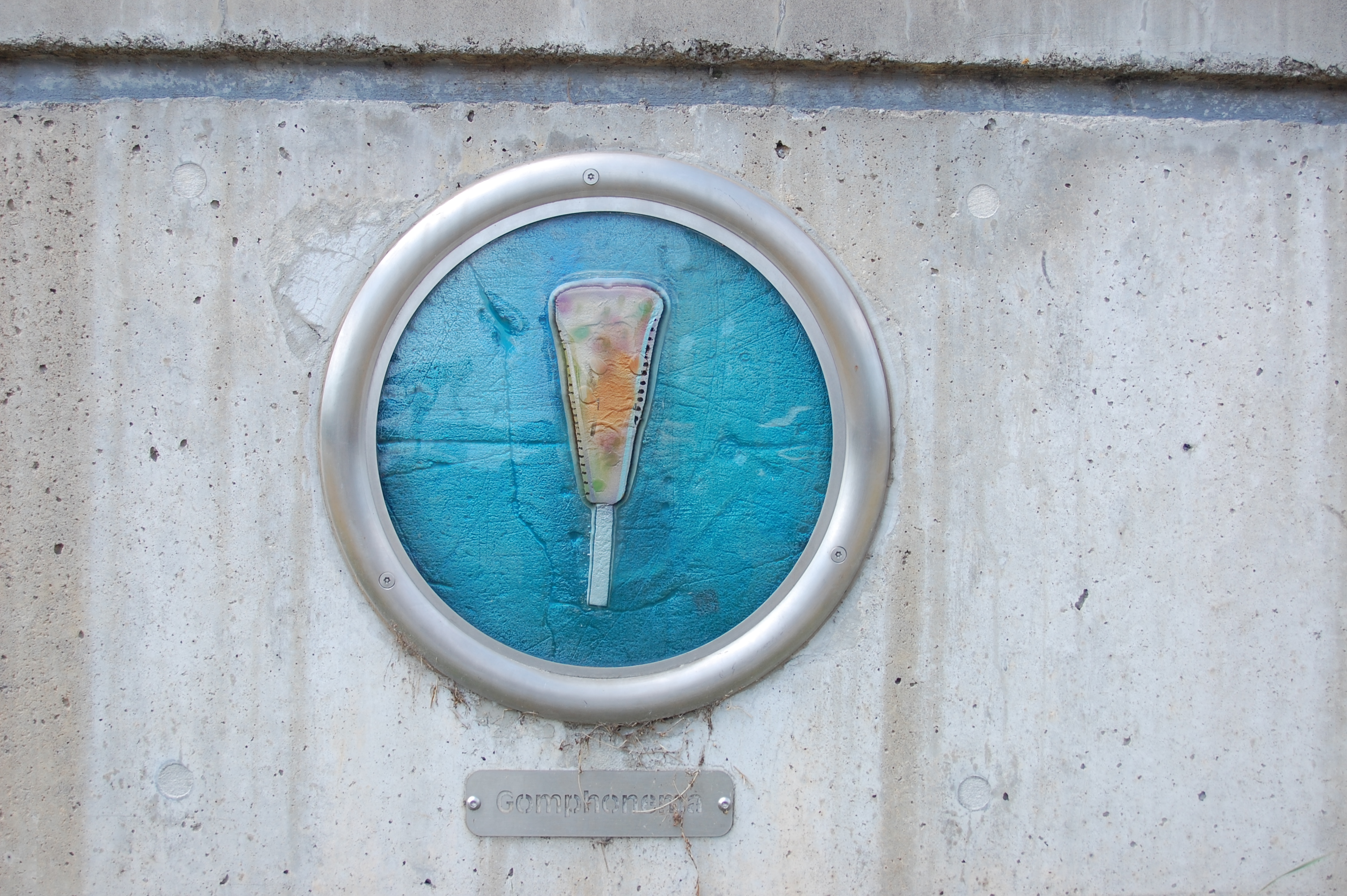 A plaque of gomphonema diatom